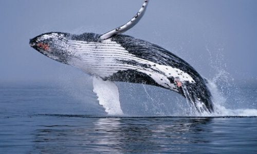 bahia-samana-ballenas-jorobadas
